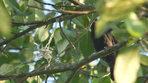 Young black drongo biting the tree branch Stock Footage 76437686
