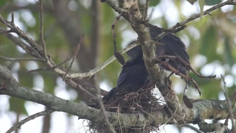 Young black drongo practice flying Stock Footage 76437173