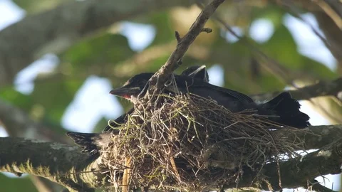 Young black drongo resting in the nest Stock Footage 76289861