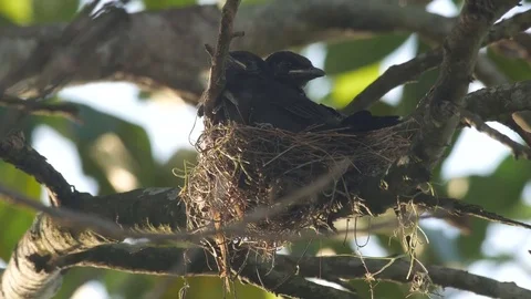 Young black drongo waking up and looking around Stock Footage 76293595