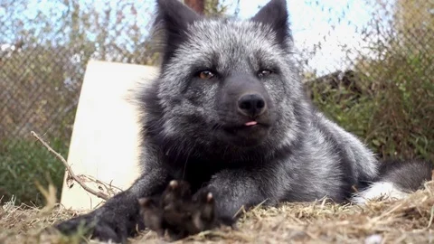 Young black fox 库存影片 85176409