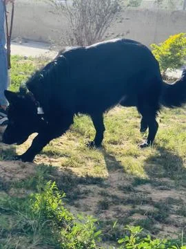  Young Black German Shepherd Exploring Green Area – Alexandria Egypt Stock Photos