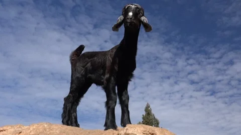 Young black goat standing alone on rocky surface in remote rural mountain 스톡 동영상 333774992