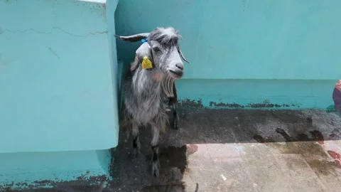 Young black goat standing on a rooftop Stock Footage 158797282