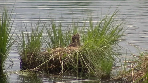 Young black-headed gulls close shot at nest Stock Footage 69754874