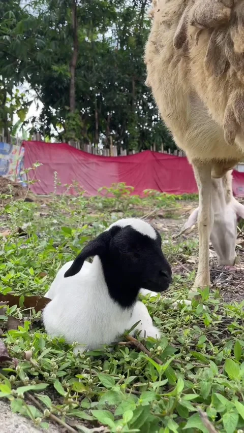 A young black headed lamb sitting on green grass. Stock Footage 331951077