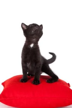 Young black kitten posing Stock Photos