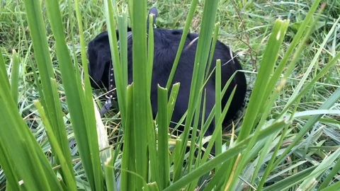 Young black labrador retriever playing in the grass Stock Footage 71610036