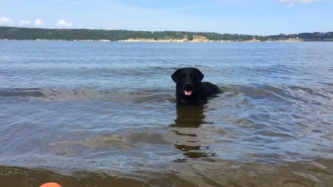 Young black labrador retriever playing with his ball in the water Stock Footage 71610101