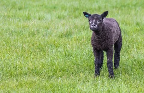Young black lamb in a  meadow Foto stock
