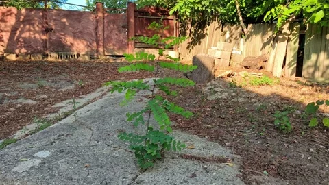 Young Black Locust Sapling Growing Through Concrete Crack in Comarna Stock Footage 346120530