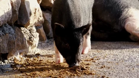 Young black pig sniffing the ground on a rural path. Natural farm scene showing Stock Footage 327486887