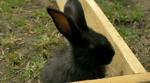 Young black rabbit see to camera Video stock 62269241