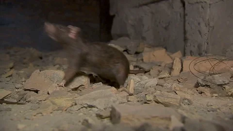 Young Black Rat Sniffs The Air Stock Footage 81774219
