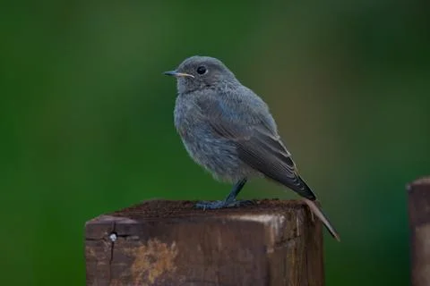 Young Black Redstart Stock Photos
