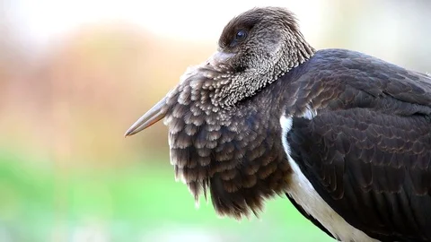 Young black stork in the wild, looking around. Close-up. Stock-Footage 80232799