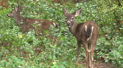 Young Black Tailed Deer in Forest Stock Footage 43180455