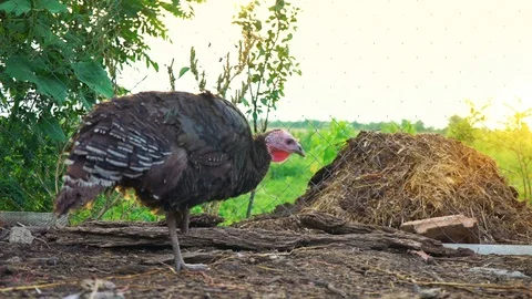 Young black turkey jumping on one paw at the courtyard, wounded turkey. Live Stock Footage 93878653
