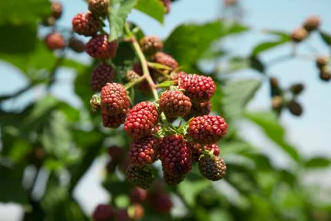 Young blackberry Stock Photos