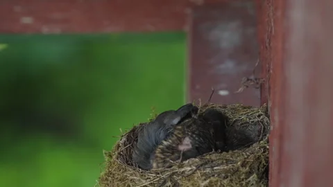 Young blackbird chick preening under its wing Stock Footage 340524725