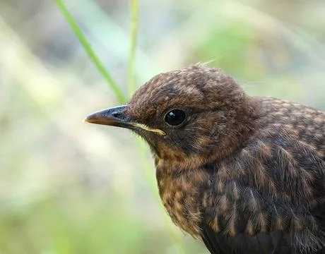 Young  blackbird close-up Stock Photos