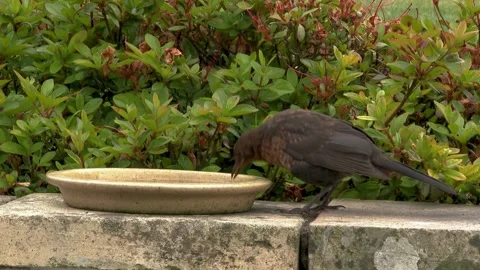 Young blackbird drinking water while standing on a wall Stock Footage 267003505