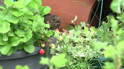 Young blackbird eats and steals strawberries Stock Footage 41166263
