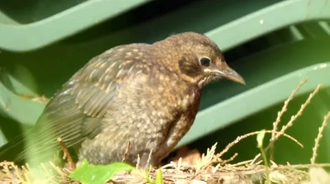 Young Blackbird Has a Scratch on Nods Head 3 of 9 Stock Footage 41402730