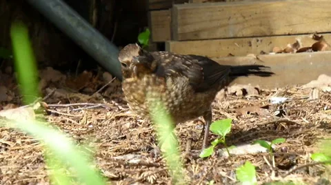 Young Blackbird Picking Through Undergrowth 4 of 9 Stock Footage 41404706