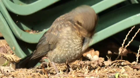 Young Blackbird Preens Itself 1 of 9 Stock Footage 41403437