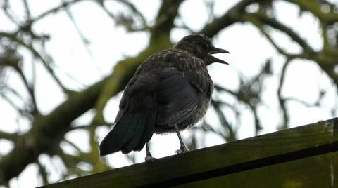 Young Blackbird Scratches While Standing on Fence 8 of 9 Stock Footage 41404376
