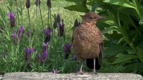 Young blackbird standing on a wall Stock Footage 267003834