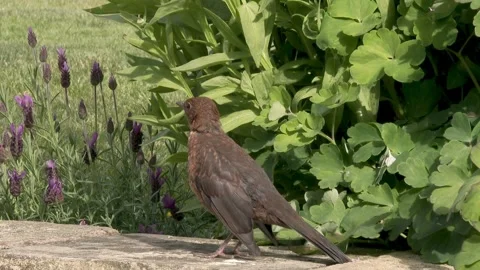 Young blackbird standing on a wall Stock Footage 267003942