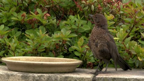 Young blackbird standing on a wall Stock Footage 267003943
