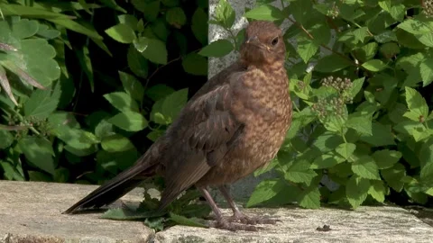 Young blackbird standing on a wall Stock Footage 267003951