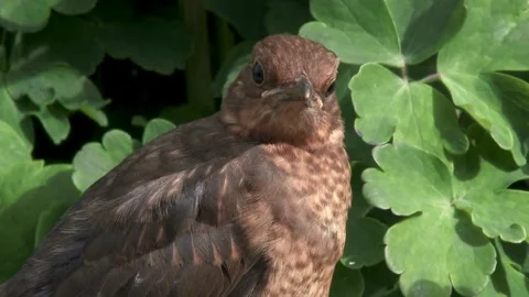 Young blackbird standing on a wall Stock Footage 267004183