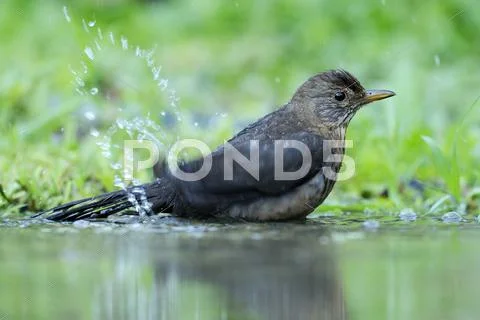 Young Blackbird Turdus merula bathing in a puddle Rhodopes Bulgaria Europe Stock Photos