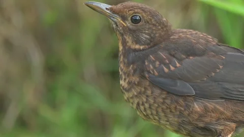 Young blackbird (turdus merula) drinks water from pond on scorching day. Stock Footage 338986141