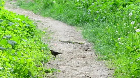 Young blackbird walks on pathway in forest in spring Stock Footage 50416672