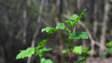 Young blackcurrant leaves on branch in spring sunlight Ribes nigrum 4K 60fps Stock Footage 333003713