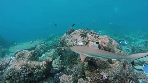 A young blacktip reef shark swims through a coral reef Stock Footage 112096449