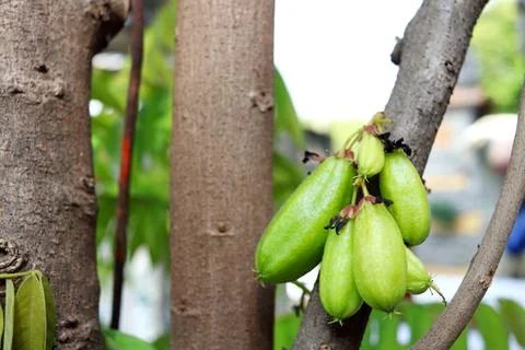 Young Blimbing fruit. Foto stock