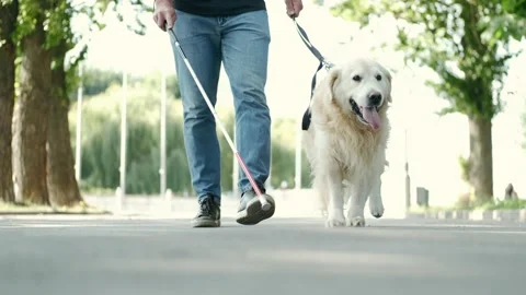 Young blind man with white cane and guide dog walking on sidewalk in a park Stock Footage 140609219