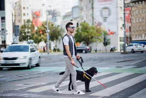 Young blind man with white cane and guide dog walking across street in city. Stock Photos