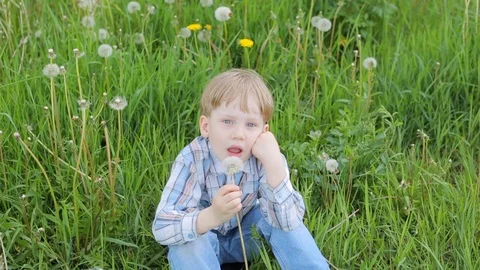 Young blond boy in meadow blowing on dandelion seeds Video stock 95945068