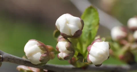 Young blossom on a fruit tree branch. Early spring flowering. Stock Footage 334715109