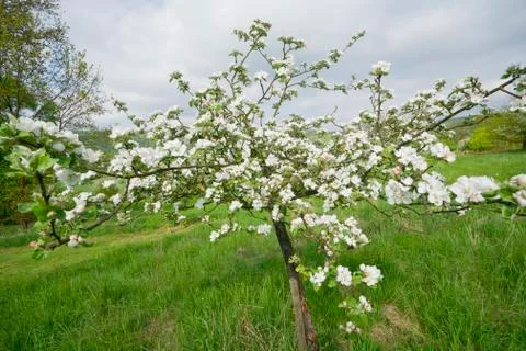 Young Blossoming Apple Tree Stock Photos