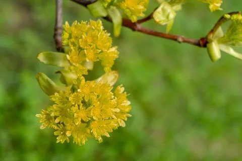 Young blossoming tree shoot in spring Stock Photos
