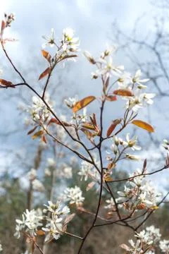 Young blossoms of spring Stock Photos