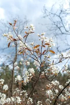 Young blossoms of spring Stock Photos